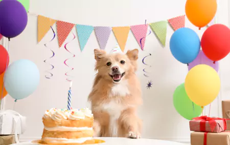 Què necessites per a una festa d'aniversari d'una mascota?